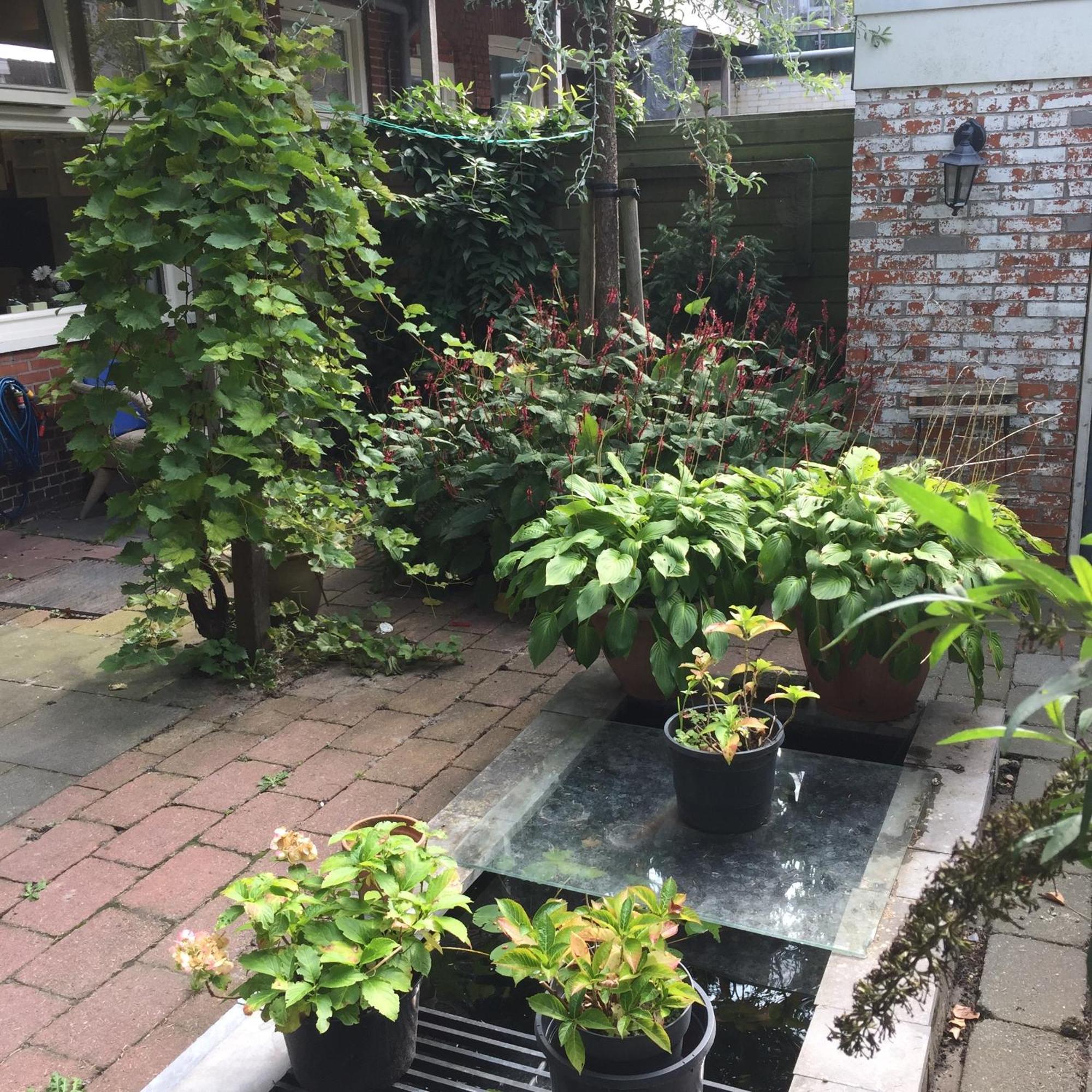 Cessinas Bed & Breakfast Groningen Ngoại thất bức ảnh
